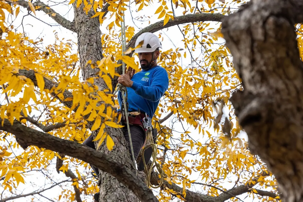 Skilled Tree Planting crew working in Wheeling